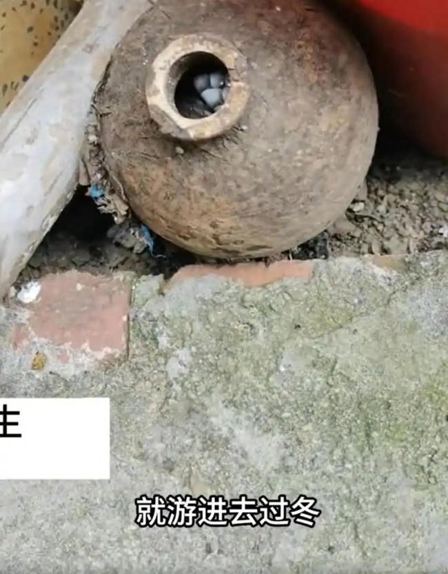 居民废弃酒瓶中砸出过冬眼镜蛇 人蛇惊险偶遇引发热议